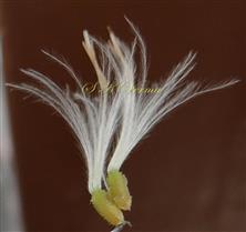  Disc florets